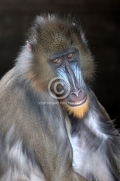 Mandrill (Mandrillus sphinx) Mandrill (Mandrillus sphinx)