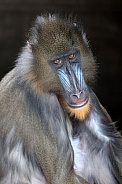 Mandrill (Mandrillus sphinx)