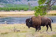 Bison on the Madison River