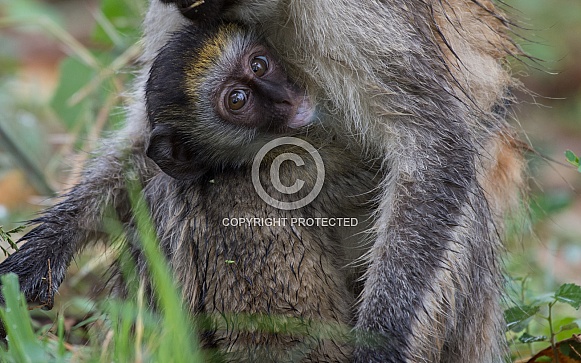 Vervet Monkey