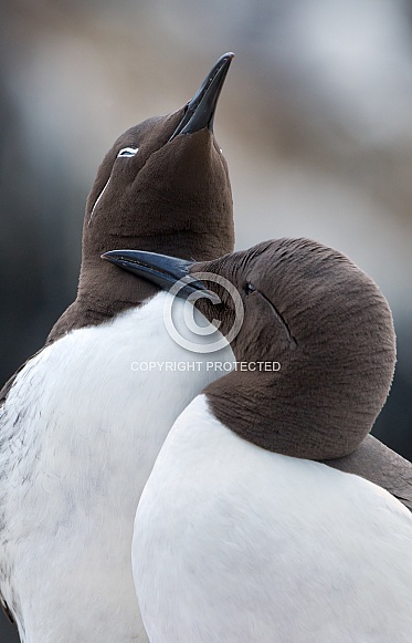 The common murre or common guillemot (Uria aalge)