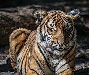 Malayan tiger cubs