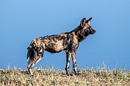 African Wild dog