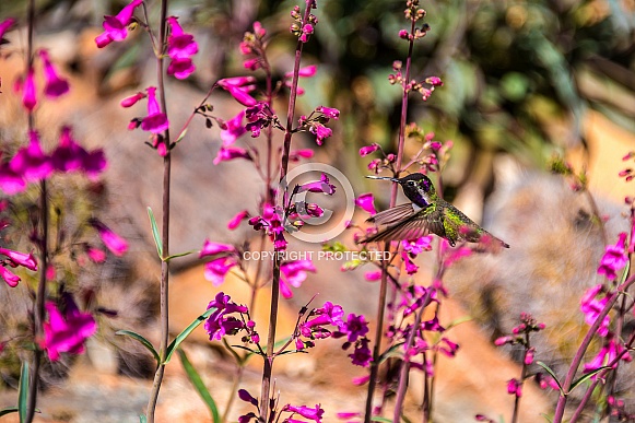hummingbird hummingbird