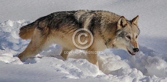 Wolf in heavy snow