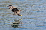 White tailed eagle or European Eagle