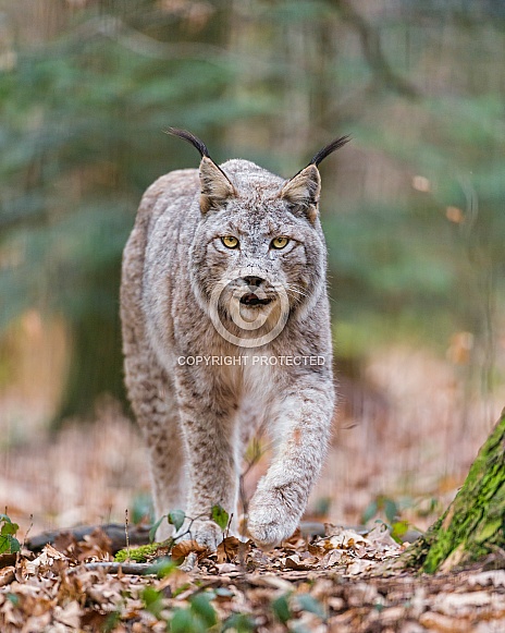 Lynx Lynx