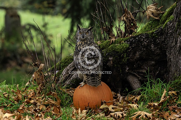 Eurasian Eagle Owl