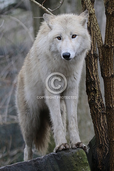 Hudsonbay wolf Hudsonbay wolf