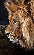 Lion-Golden King