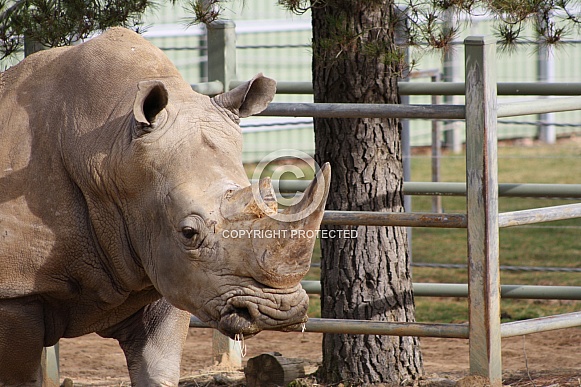 White Rhinoceros