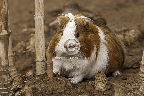 Guinea Pig Full Body