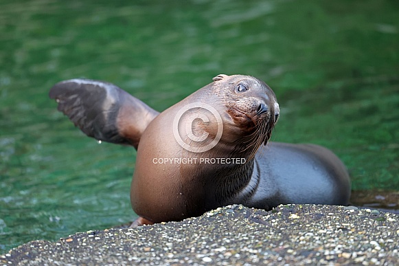 Californian Sea Lion (Zalophus californianus) Californian Sea Lion (Zalophus californianus)