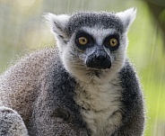 Lemurs