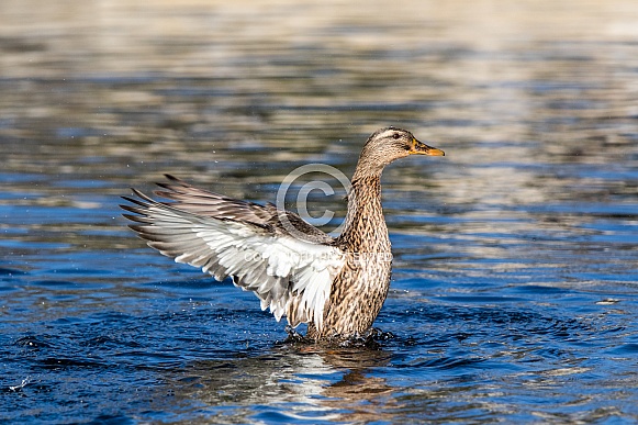 Female Mallard