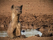 Hyena mudbath