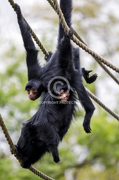 red-faced spider monkey (Ateles paniscus)