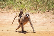 Baboon baby on it's mother's back