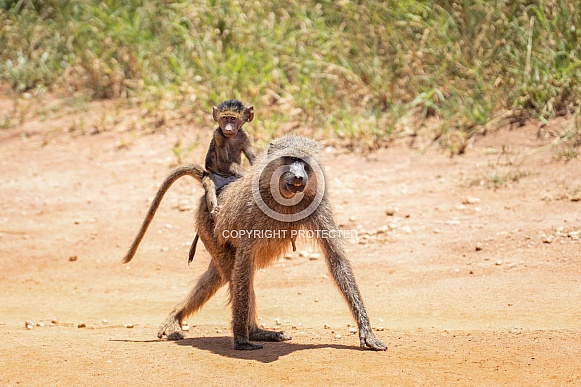 Baboon baby on it's mother's back Baboon baby on it's mother's back