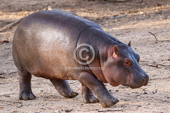 Hippopotamus