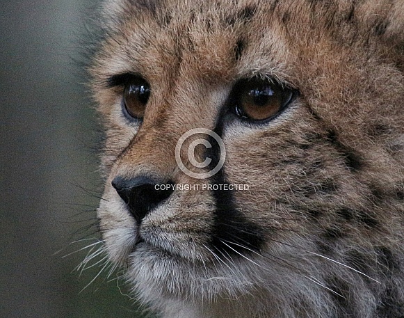 Cheetah cub portrait