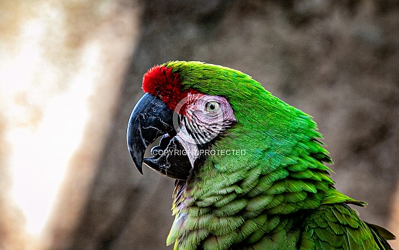 Green Military Macaw parrot
