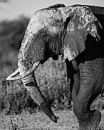 Black and white image of a muddy elephant