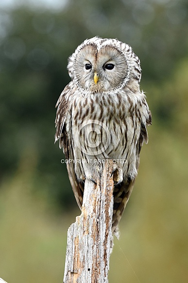 Ural Owl