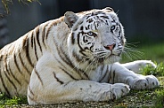 Strong white tigress