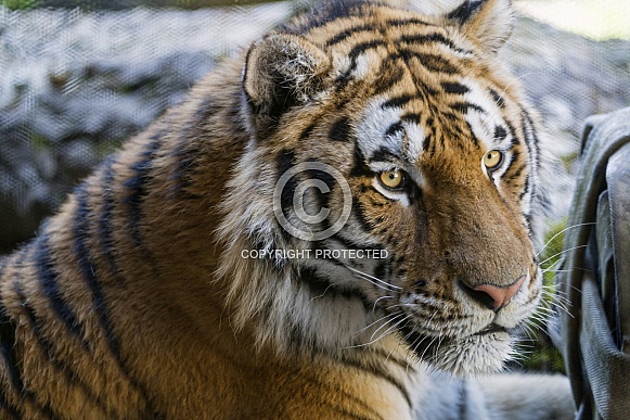 Amur Tiger Amur Tiger