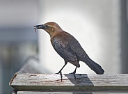 Wild female boat-tailed grackle (Quiscalus major) with (Lucania goodei) the bluefin killifish