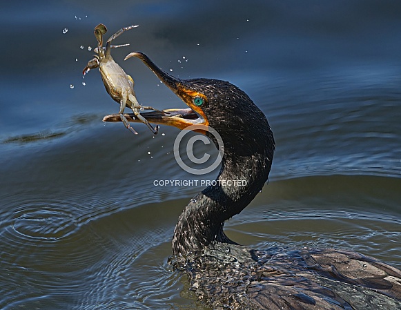 double crested cormorant (Phalacrocorax auritus) with aqua blue eyes, in water flipping a blue crab