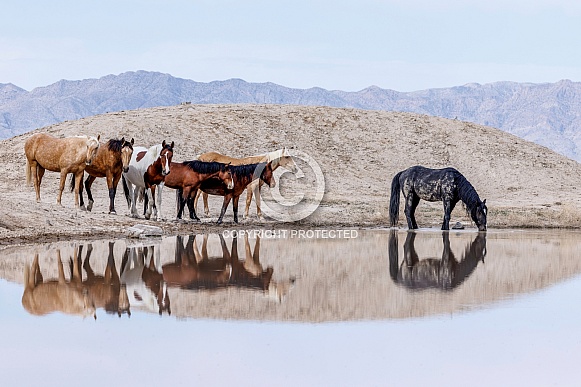 Wild Horse— Onaqui Mountains, Utah