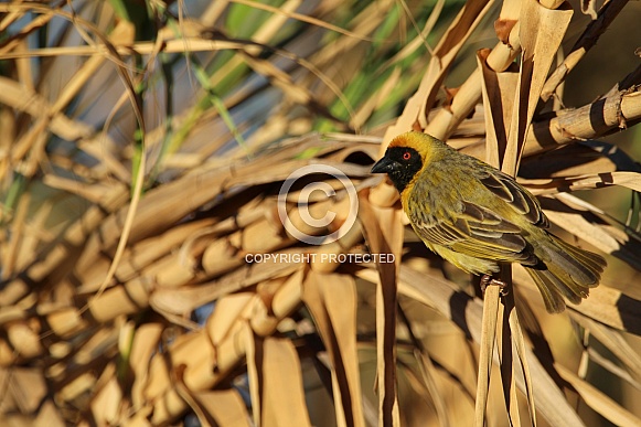 Southern Male Masked Weaver. Southern Male Masked Weaver.