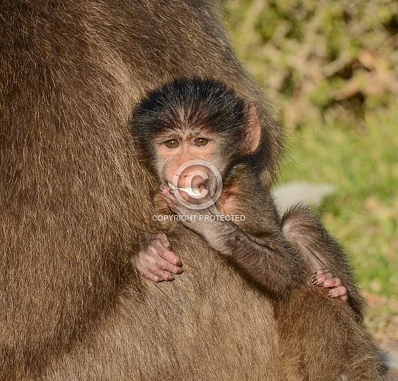 Safe With Mom
