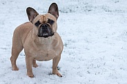 Fawn French Bulldog Standing