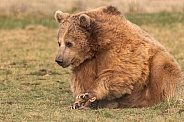 Syrian Brown Bear Sitting Paws Crossed