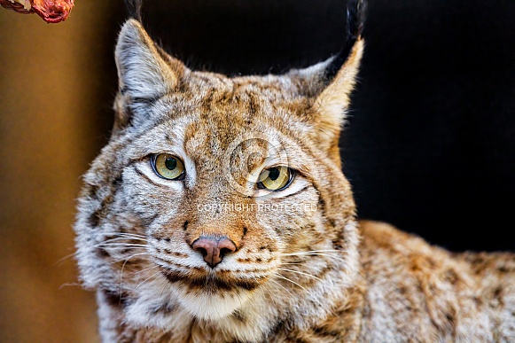 Portrait of a lynx Portrait of a lynx