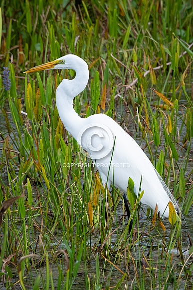 Great Egret Great Egret