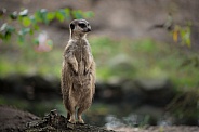 Meerkat standing