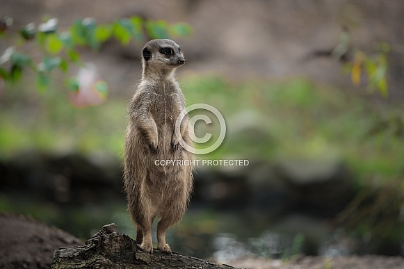 Meerkat standing Meerkat standing