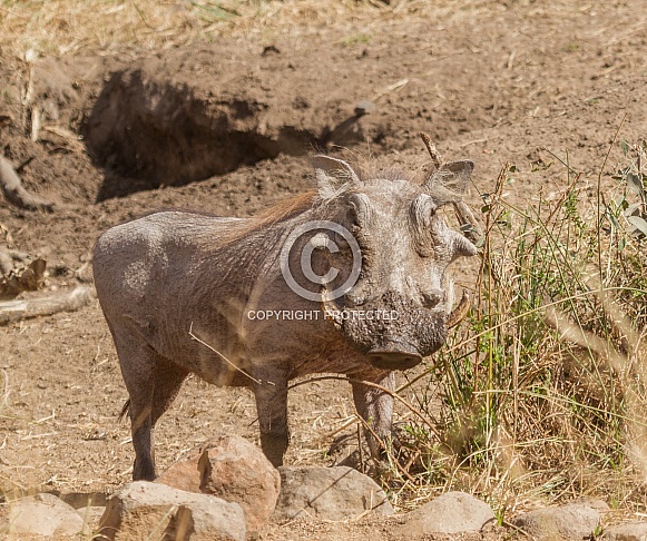 Warthog