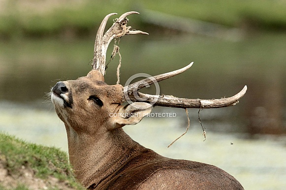 Hog Deer