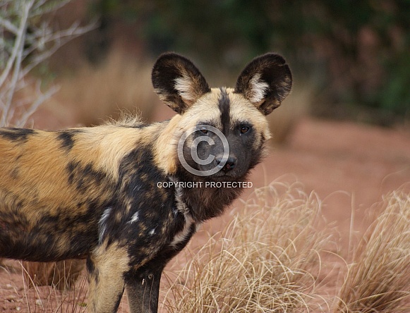African Wild Dog African Wild Dog