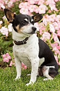 Tenterfield terrier (male).