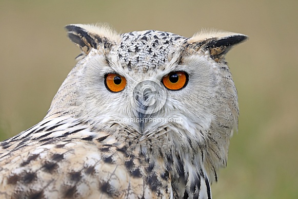 Siberian eagle-owl (Bubo bubo sybericus)