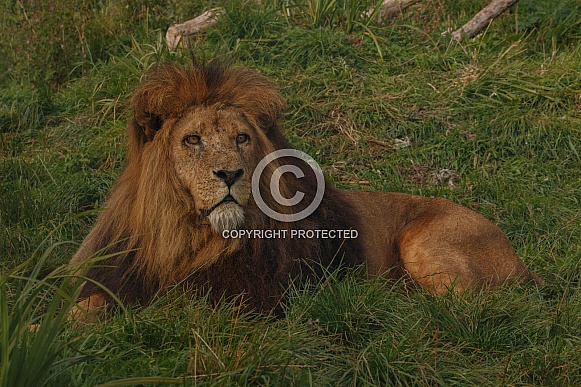 Male Lion Lying In The Grass