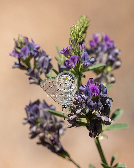 Behr's hairstreak, Satyrium behrii