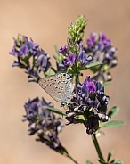 Behr's hairstreak, Satyrium behrii