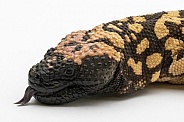 Gila Monster
